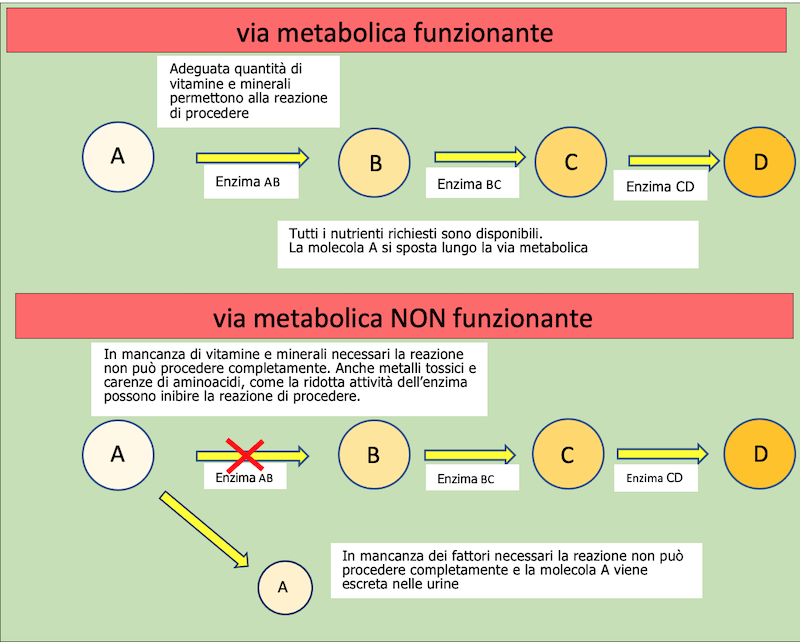 InfoGrafica sulla via metabolica funzionante e non funzionante