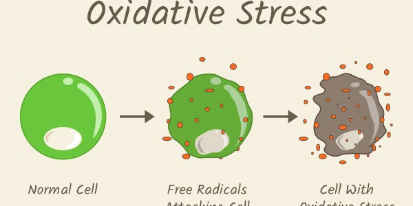 STRESS OSSIDATIVO - Aging VS Antiaging (genetico)