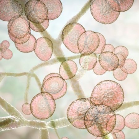 Conosci Candida e Aspergillus? Fra i funghi che popolano il nostro intestino