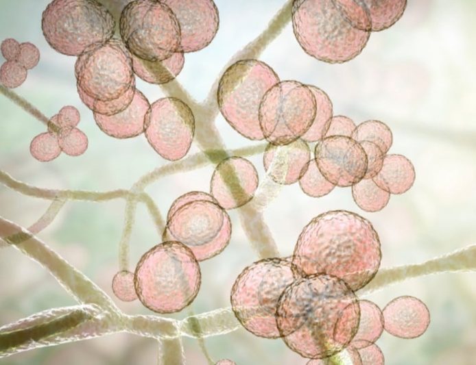 Conosci Candida e Aspergillus? Fra i funghi che popolano il nostro intestino