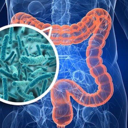 Microbiota intestinale: il ruolo centrale dei batteri