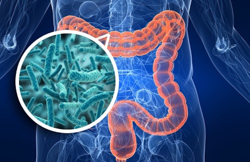 Microbiota intestinale: il ruolo centrale dei batteri