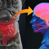 Disbiosi intestinale: fa male anche al sistema nervoso