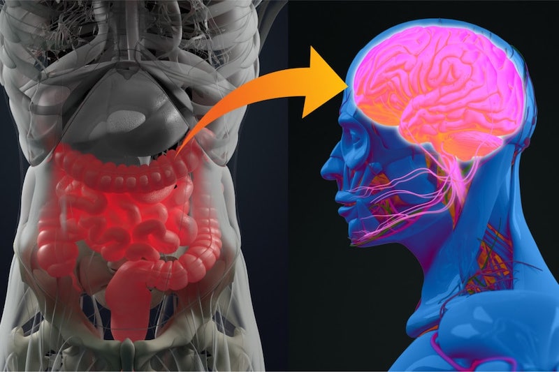 Disbiosi intestinale: fa male anche al sistema nervoso